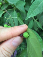 Passiflora suberosa litoralis