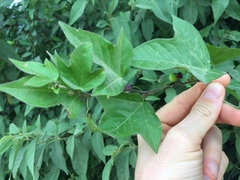 Passiflora suberosa litoralis