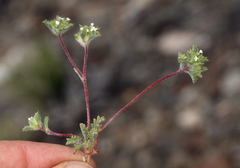 Ipomopsis polycladon