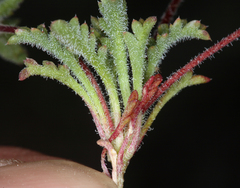 Ipomopsis polycladon