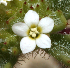 Ipomopsis polycladon