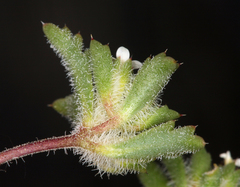 Ipomopsis polycladon