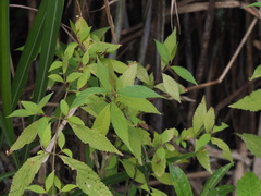 Callicarpa randaiensis