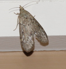 Lamoria eumeces