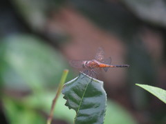 Brachydiplax