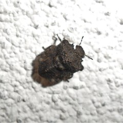 Cyrtocoris