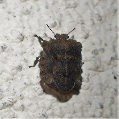 Cyrtocoris