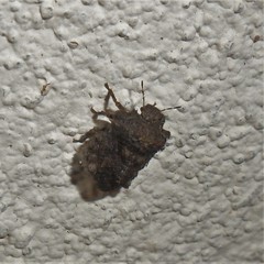 Cyrtocoris