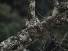 Phyllomyias fasciatus