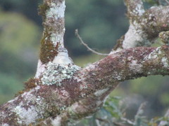 Phyllomyias fasciatus