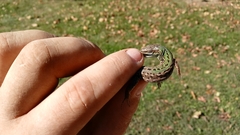 Podarcis siculus campestris