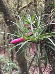 Tillandsia tenuifolia