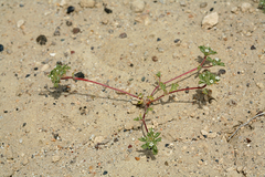 Ipomopsis polycladon