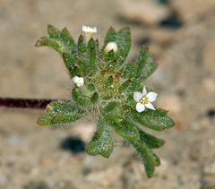 Ipomopsis polycladon