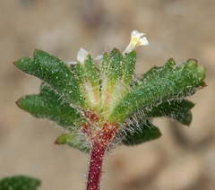 Ipomopsis polycladon