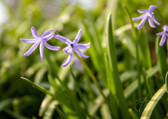 Hyacinthus