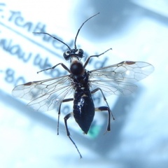 Pachyprotasis