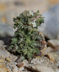 Ipomopsis polycladon