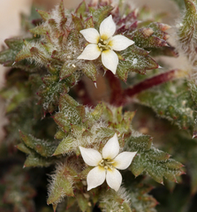 Ipomopsis polycladon