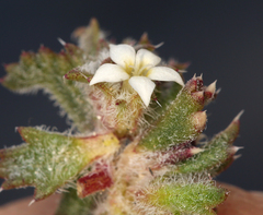 Ipomopsis polycladon