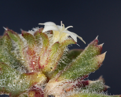 Ipomopsis polycladon