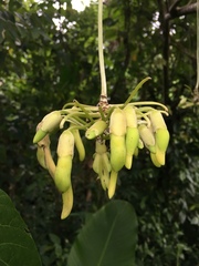 Mucuna holtonii