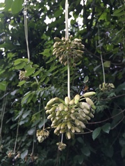 Mucuna holtonii