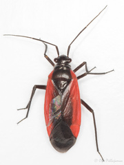 Dionconotus neglectus
