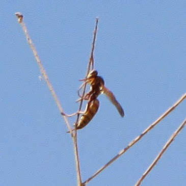 Golden Paper Wasp photo 4