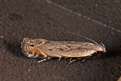 Battaristis concinnusella