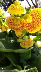 Calceolaria × herbeohybrida