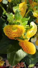 Calceolaria × herbeohybrida