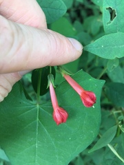 Ipomoea indivisa