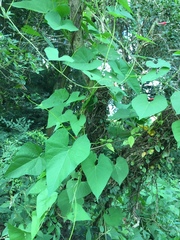Ipomoea indivisa