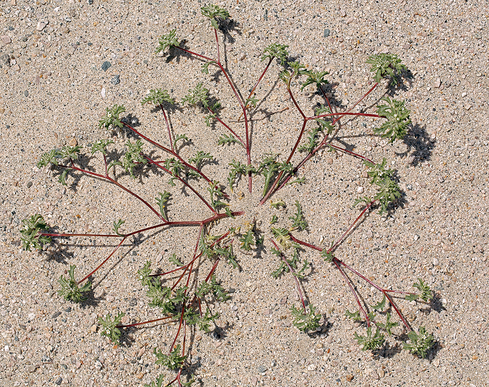 Ipomopsis polycladon