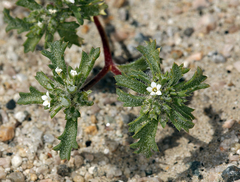 Ipomopsis polycladon