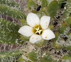 Ipomopsis polycladon