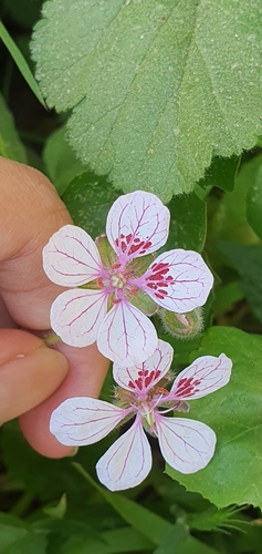 Erodium trifolium