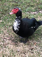 Cairina moschata domestica