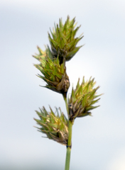 Carex normalis
