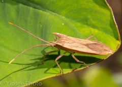 Fracastorius cornutus