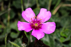 Cistanthe grandiflora
