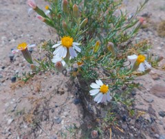 Nicolletia trifida