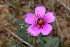 Cistanthe grandiflora