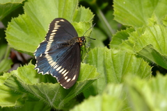 Battus polydamas psittacus