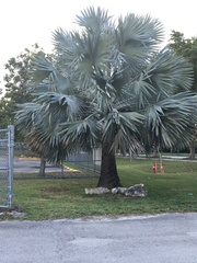 Magnoliopsida