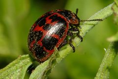 Platyphora congregata