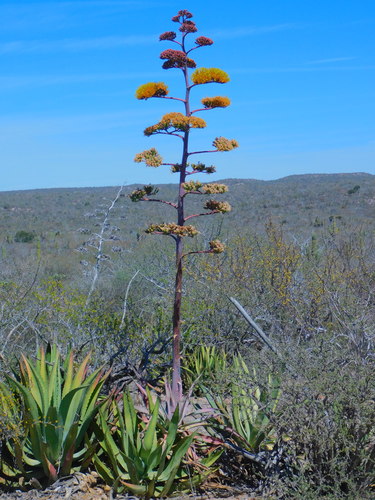 Agave aurea (Agave aurea)