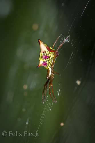 Arrow-shaped Orbweaver