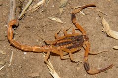Tityus carrilloi